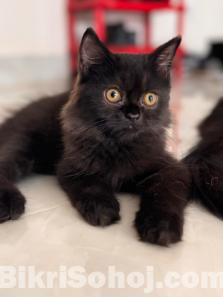 Persian Male kitten
